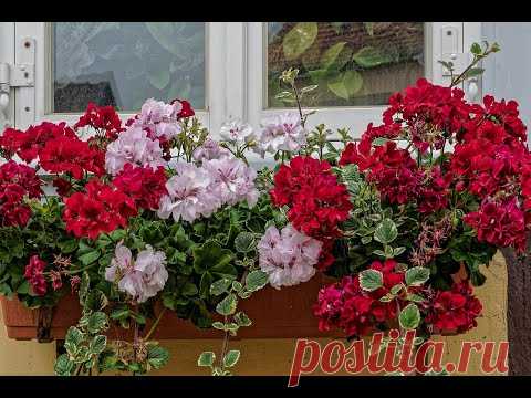 АМПЕЛЬНАЯ ГЕРАНЬ как размножить плющелистную пеларгонию.