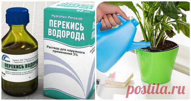 Перекись водорода для домашних растений.

Иногда вернувшись из отпуска,обнаруживаем,
что домашние растения не получили помощи,
к которой они привыкли.
Первое,смотрим,как мы сможем восстановить
Мы удаляем слишком сухие или увядшие листья
и взрыхлим землю, чтобы они могли дышать.
Мы будем использовать перекись водорода,
обычно называемой кислородом воды.
Перекись водорода является отличным естественным
дезинфицирующим средством,
служит для усиления роста растений и
предотвра...