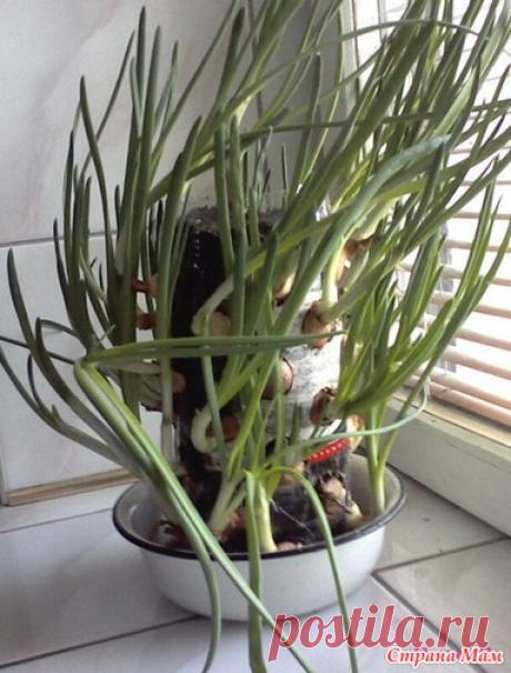 Лучек круглый год.