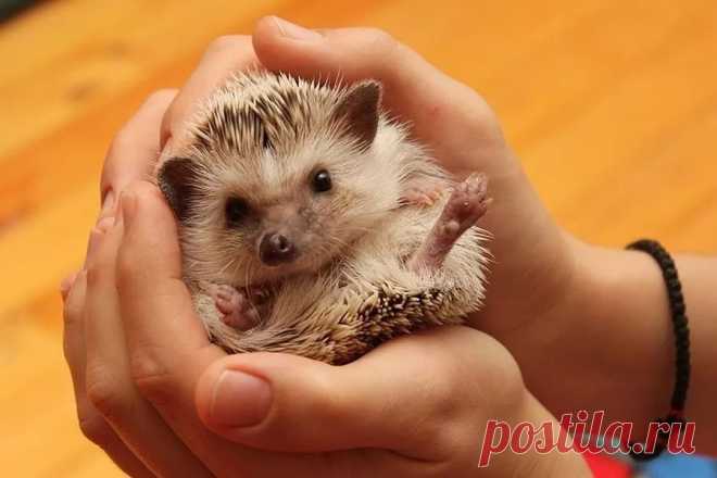 Ежик как домашнее животное