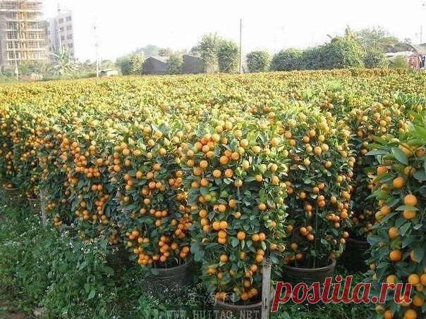 Мандарины в горшках