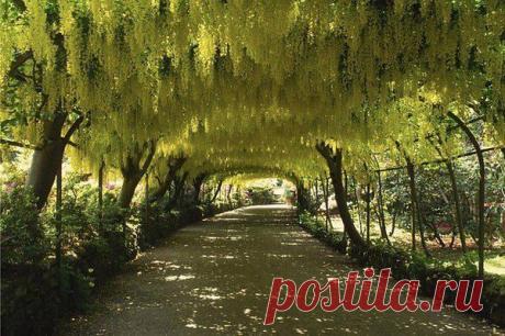 арка в боднант гарден.великобритания