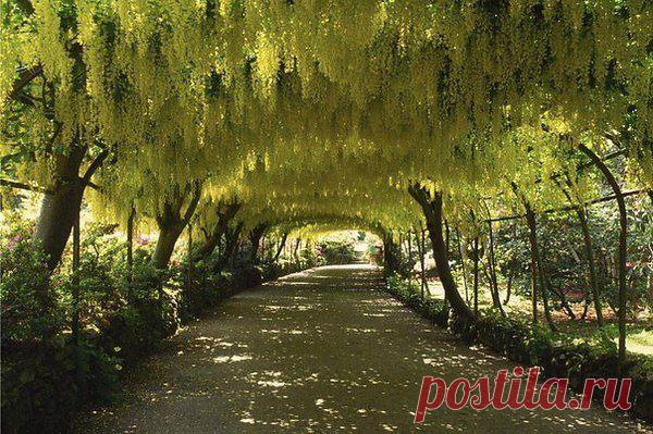 арка в боднант гарден.великобритания