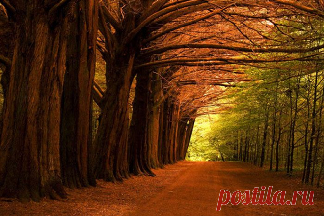 Осенние фотографии. Сюжеты и идеи для осенней фотосъёмки