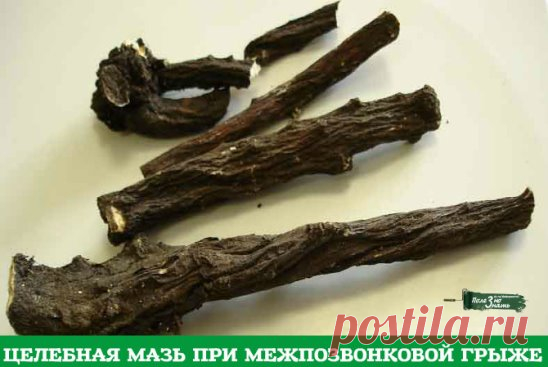 ЦЕЛЕБНАЯ МАЗЬ ПРИ МЕЖПОЗВОНКОВОЙ ГРЫЖЕ 
Существуют прекрасные мази и настойки для рассасывания и обезболивания межпозвонковых грыж. Одной из самых эффективных считаются мазь и настойка из корня окопника, который в народе называют живокостью или костоломом. Окопник сращивает кости, снимает суставную боль, отеки, рассасывает грыжи. 
Мазь из окопника: возьмите 0,5 кг свежего сухого корня окопника, 70 г сосновой живицы, 350 г свиного внутреннего жира, 300 г водки. Окопник вымо...