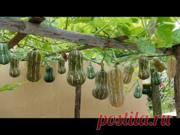 Idea única, Reciclar llantas para cultivar calabazas con alto rendimiento, súper dulces en casa