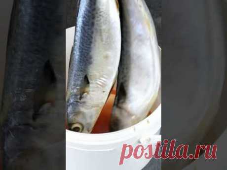 Посол скумбрии (сельди) способом подписчицы из Владивостока) #калнина #рецепты