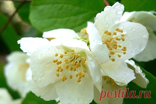 Правильная посадка, уход и обрезка жасмина — залог обильного цветения 

Культурные «запросы» тропического растения простые, но требуют последовательности от садовода. Посадка и уход кустарника жасмина имеет особенности, при соблюдении которых растение будет радовать обильным цветением, как видно на фото, и тонким ароматом. 

Жасмин выращивают для интенсивного аромата в саду и красивых нежных цветов. Обрезка жасмина весной преследует сразу несколько целей: 
Показать полностью…