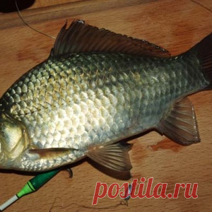 Когда начинает клевать карась - МирТесен