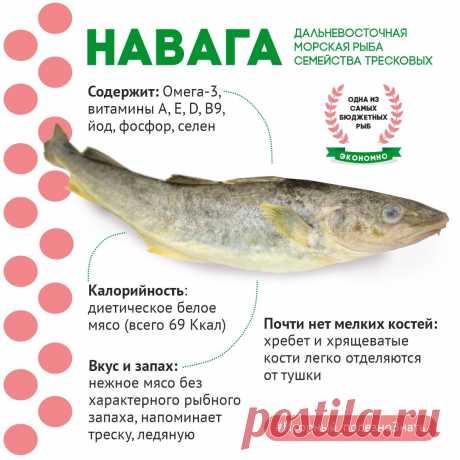 Стоит копейки, а по вкусу не хуже, чем треска и ледяная рыба! | 7 причин, за что любят навагу и что с ней готовить? | Икорный | Дзен