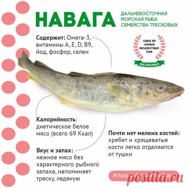 Стоит копейки, а по вкусу не хуже, чем треска и ледяная рыба! | 7 причин, за что любят навагу и что с ней готовить? | Икорный | Дзен