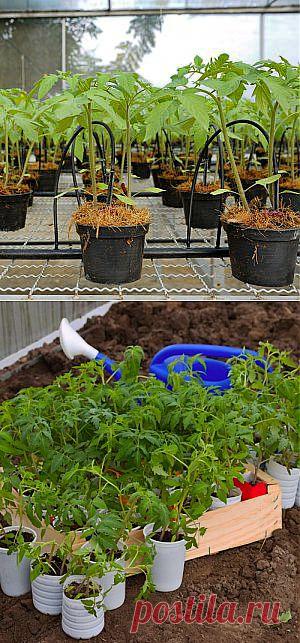 Усадьба | Огородник : Как закаливать рассаду перед высадкой в грунт?
