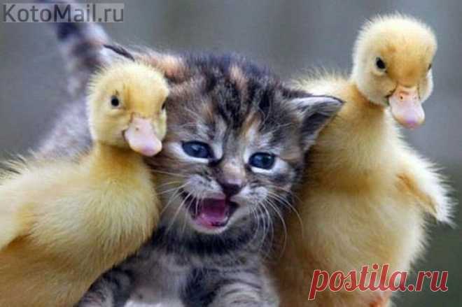 Кот высиживает яйца | KotoMail.ru