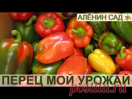 ПЕРЕЦ мой урожай и сорта!