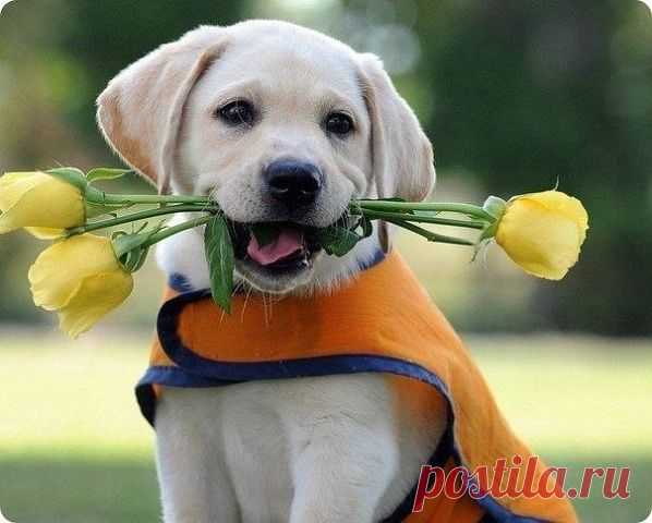 ᴼᴿᴵᴳᴵᴺᴬᴸ   SМАЙЛИКИ   (ړײ)
