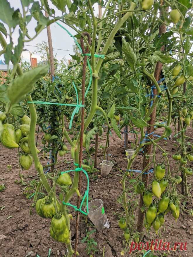 Как и когда я удаляю листья на томатах. | Огородник из Рязани | Яндекс Дзен