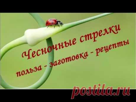 Чесночные стрелки. Как приготовить чесночные стрелки. Рецепты.
