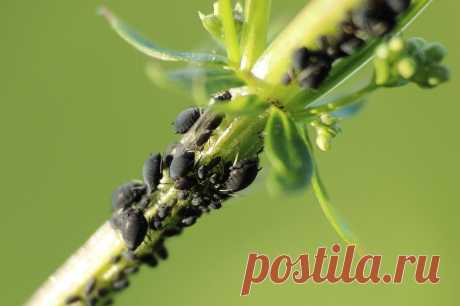 МЕТАРИЗИН: МАТАРИЗИН ДЛЯ САДА