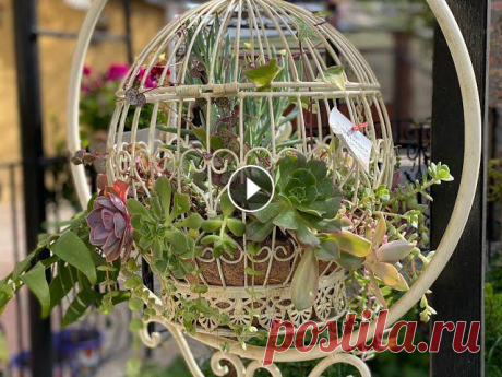 Композиция из суккулентов в клетках. Composition of succulents in decorative cages ???????? Сад из суккулентов в декоративных железных клетках. Получилось декоративно, ярко, креативно))) Жду и наблюдаю за ростом суккулентов....