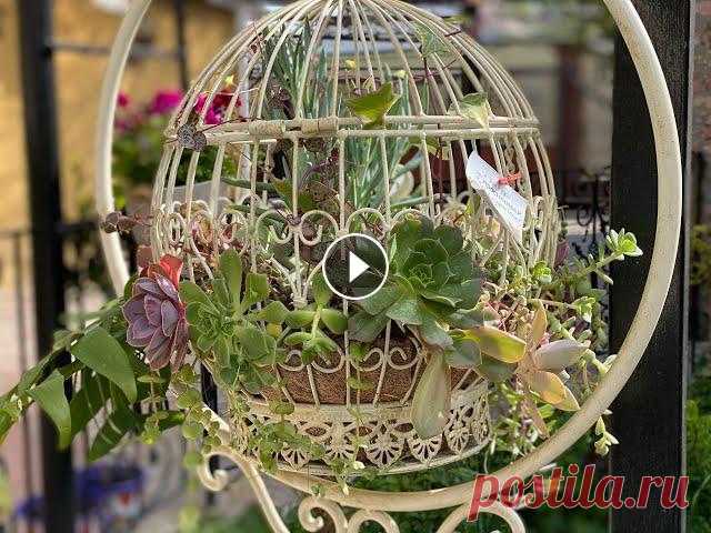 Композиция из суккулентов в клетках. Composition of succulents in decorative cages ???????? Сад из суккулентов в декоративных железных клетках. Получилось декоративно, ярко, креативно))) Жду и наблюдаю за ростом суккулентов....
