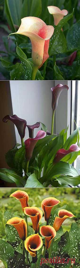 КАЛЛЫ, ВЫРАЩИВАНИЕ В ГОРШКЕ