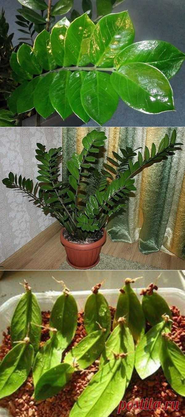 Zamioculcas или "долларовое дерево" - секреты ухода