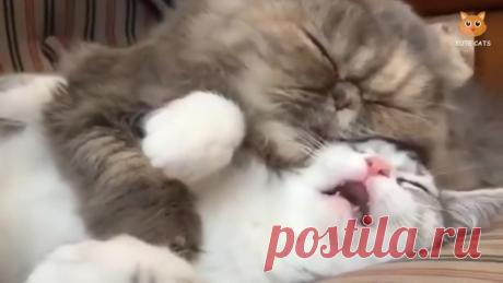 Спящие котики)))))))