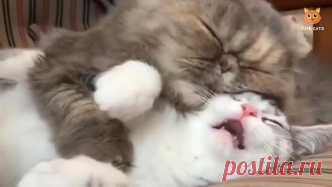 Спящие котики)))))))