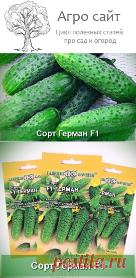 Огурец сорта Герман F1 - описание и особенности формирования