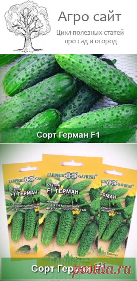 Огурец сорта Герман F1 - описание и особенности формирования