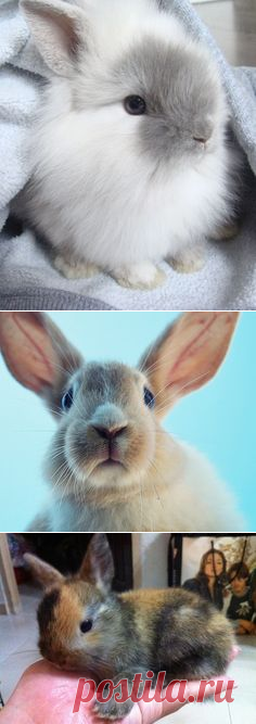 (90) Pinterest • Всемирный каталог идей