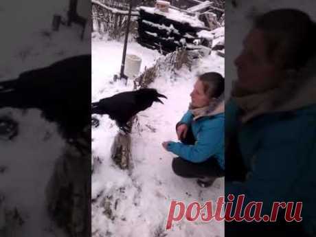 Говорящая ворона! "Вася хочет кушать"