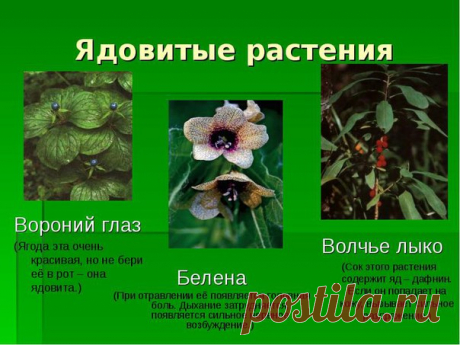 #растения@permakultur