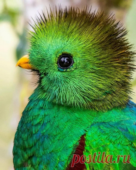 «Разнообразие птиц в природе» — карточка от пользователя Вячеслав С. в Яндекс.Коллекциях