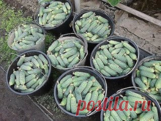 СЕКРЕТЫ УРОЖАЙНОСТИ ХРУСТЯЩЕГО ОГУРЦА 
Много лет пользуюсь этими советами, каждый год с отличным урожаем 
огурцов! 
Секрет №1
В жаркую солнечную погоду огурец выпивает до трех литров воды в сутки. И
 тот кто держит эту культуру на «сухом пайке», рискует остаться без 
урожая - осыплются и цветки, и завязь.
Секрет №2
Пока растение набирает силу, лучше поливать утром, а во время цветения и
 плодоношения - вечером. И всегда только теплой, согретой на солнце 
водой. Не отказывайтесь от полива и в пас