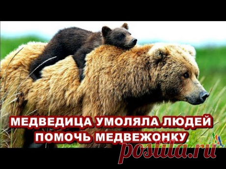 МЕДВЕДИЦА РЕВЕЛА И МЕТАЛАСЬ – умоляя людей помочь МЕДВЕЖОНКУ