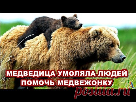 МЕДВЕДИЦА РЕВЕЛА И МЕТАЛАСЬ – умоляя людей помочь МЕДВЕЖОНКУ