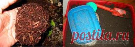 Ловля карпа на макуху(макушатник)