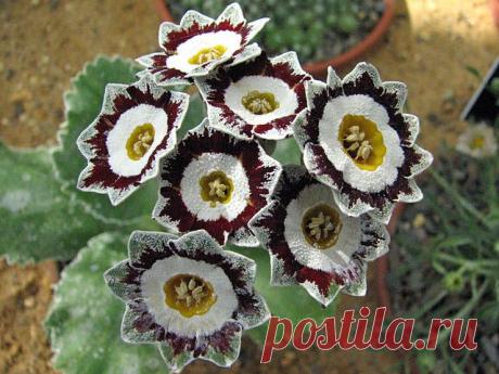 примула  королевская