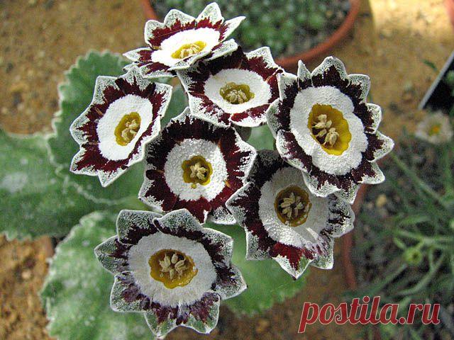 примула  королевская