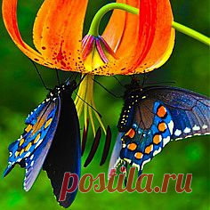 бабочки