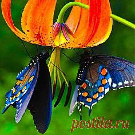 бабочки