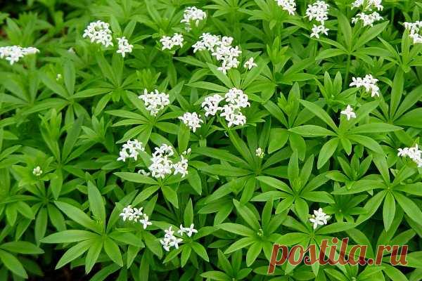 Ясменник душистый: лечебные свойства и противопоказания, выращивание и применение, посадка и уход, описание, выбор и хранение