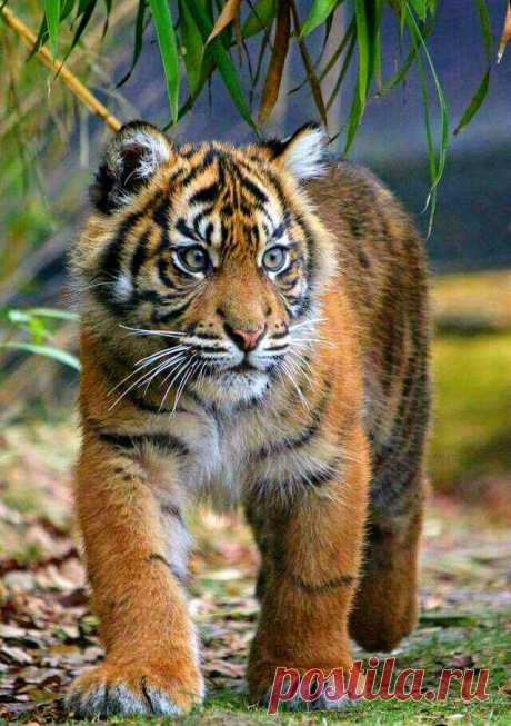 «Тигрёнок #Кот #Пушистое_мимими #большие_кошки #baby_animals #cute_animals #милые_животные #бенгальский_тигр» — карточка пользователя Александр Бобров в Яндекс.Коллекциях