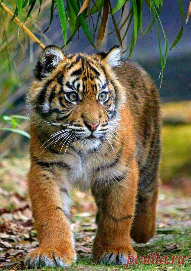 «Тигрёнок #Кот #Пушистое_мимими #большие_кошки #baby_animals #cute_animals #милые_животные #бенгальский_тигр» — карточка пользователя Александр Бобров в Яндекс.Коллекциях