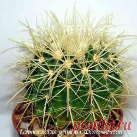 Эхинокактус Echinocactus - Комнатные растения и цветы