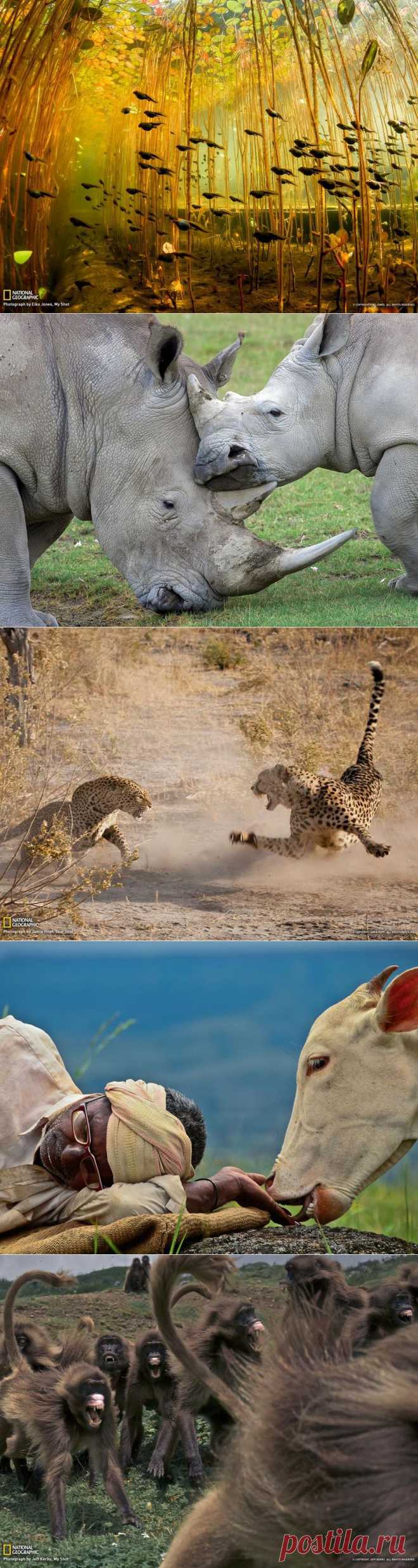 &raquo; Лучшие фотографии National Geographic за январь, 2013 Это интересно!
