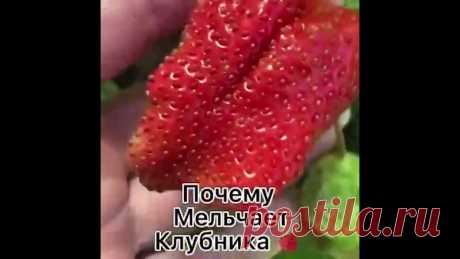 Борьба с мелкими ягодками клубники и увеличение урожая
