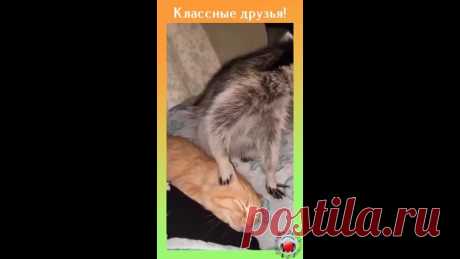 Полоскун за работой, а котик кайфует