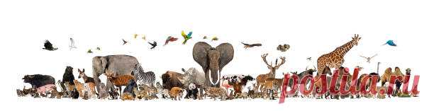 18,055,569 Animal Stock Photos, Pictures & Royalty-Free Images - iStock